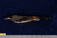 藏品(白耳畫眉)的圖片